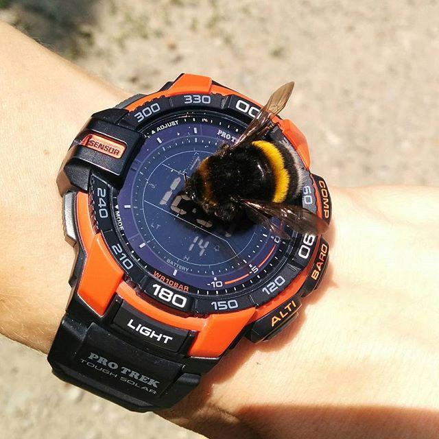 Casio PRG-270-4ER